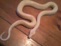 IMG_20130311_181121.jpg
