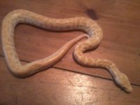 IMG_20130311_181232.jpg