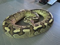 IMG_0826.jpg
