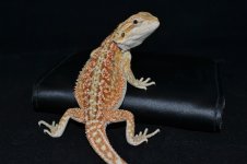 DSC_0142.jpg