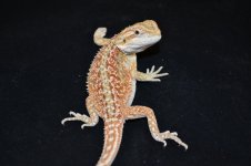 DSC_0152.jpg