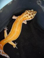 leopards for sale 157.jpg