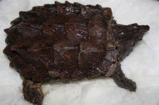 snapper.jpg