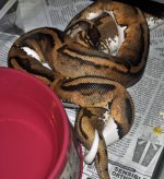pied x spider.jpg