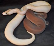 ivory and super black.jpg