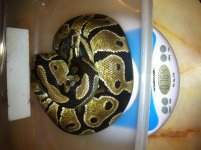 764 Gram Shane Porter10.31.2012.jpg