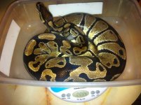 1444 Gram Shane Porter10.31.2012.jpg