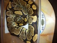 2004 Gram Shane Porter10.31.2012.jpg