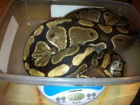 2332 Gram Shane Porter10.31.2012.jpg