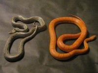 IMG_4701.jpg