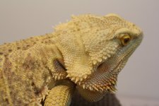 IMG_4589.jpg