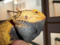 SirTriton-Head_24565810_large.jpg