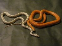 IMG_4697.jpg