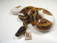 2012 Pied 4 Male pic 1-ad.JPG
