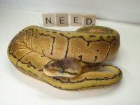 2012 NF1-2 LB Fem pic1-Ad.JPG