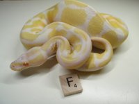 2011 ABF1-AB 5 Male pic 2-ad 285g.JPG
