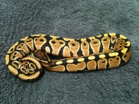 BP12M1-1.jpg
