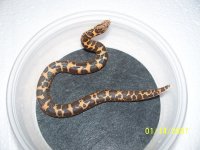 sand boa babie 2013 008.jpg