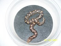 sand boa babie 2013 011.jpg
