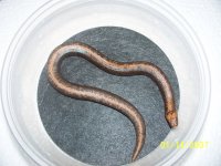 sand boa babie 2013 018.jpg