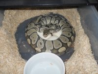 DSCN3061.jpg