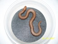 sand boa babie 2013 029.jpg