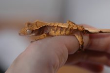 Fawn012013.jpg