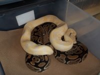 2013 breeding groups 006.jpg