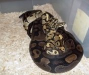 2013 breeding groups 007.jpg