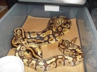 2013 breeding groups.jpg