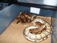 2013 breeding groups 001.jpg