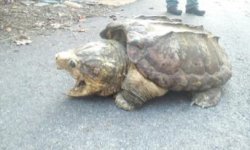 GatorSnapping turtle.jpg