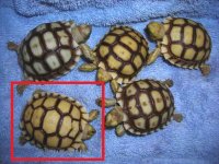 new_hatchlings.jpg