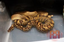 champ-enchi.jpg