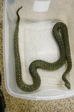 Diamond Python2.jpg