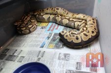 clown-lesser.jpg