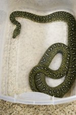 Diamond Python3.jpg