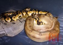 calico-champ.jpg