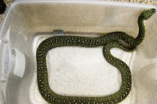 Diamond Python1.jpg