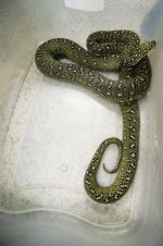 Diamond Python4.jpg