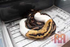 pied het albino- albino.jpg