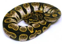 GEDC0244.jpg