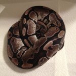 female axanthic.jpg