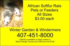 ASF flyer.jpg