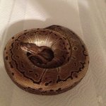 female pinstripe.jpg