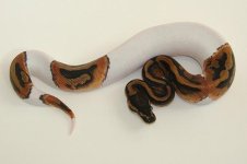 pythonnnnns.jpg