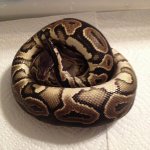 female cinnamon.jpg