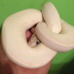 female ivory.jpg