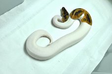 pythons-for-sale_1.jpg