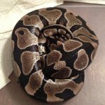 male axanthic.jpg